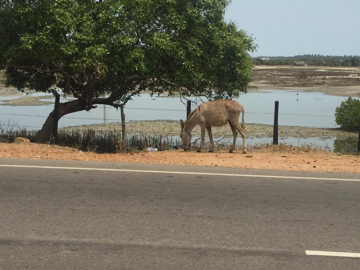 Captain'S Bird Safari Lodge Puttalam Exterior foto